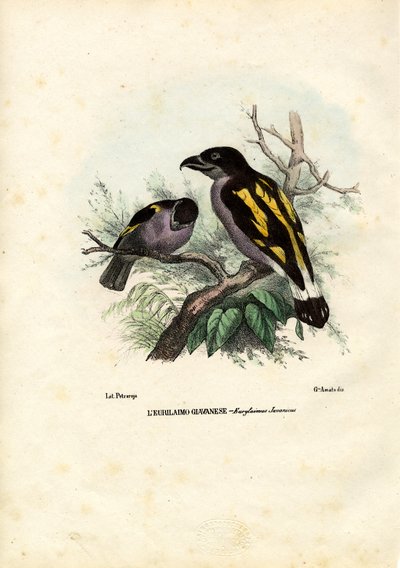 Broadbills, 1863-79 by Raimundo Petraroja