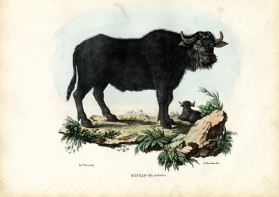 Buffalo by Raimundo Petraroja