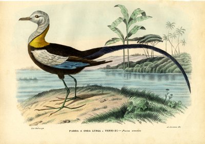 Chinese Jacana by Raimundo Petraroja