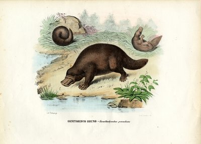 Duck-Billed Platypus, 1863-79 by Raimundo Petraroja