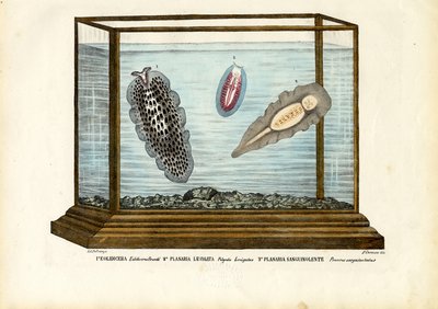 Flat Worms by Raimundo Petraroja