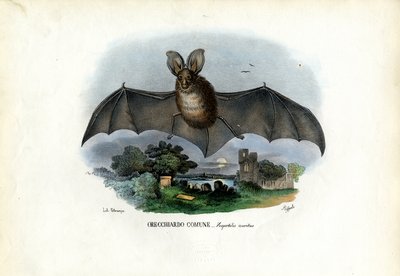 Grey Long-Eared Bat, 1863-79 by Raimundo Petraroja