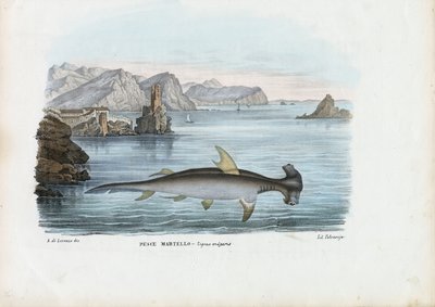 Hammerhead, 1863-79 by Raimundo Petraroja