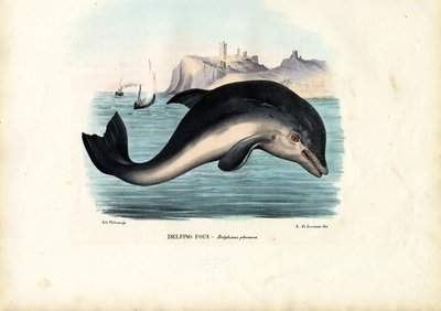 Harbour Porpoise by Raimundo Petraroja