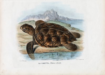 Hawksbill Sea Turtle by Raimundo Petraroja