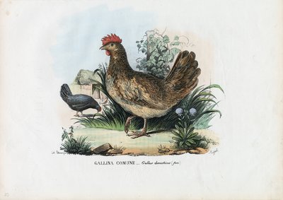 Hen by Raimundo Petraroja