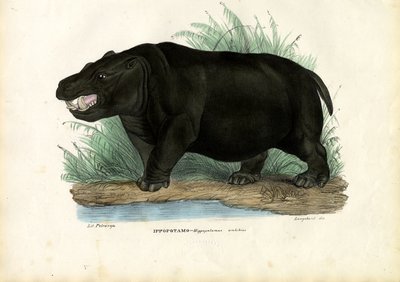 Hippo by Raimundo Petraroja