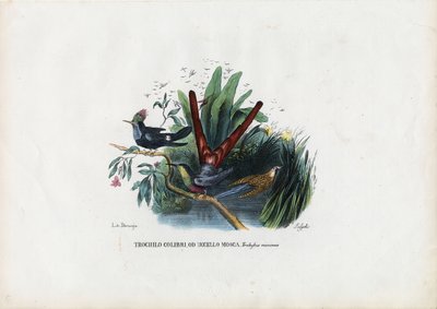 Hummingbirds, 1863-79 by Raimundo Petraroja