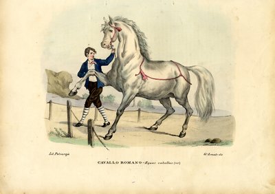 Italian Horse by Raimundo Petraroja