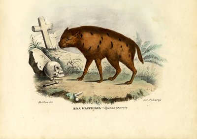 Laughing Hyena by Raimundo Petraroja