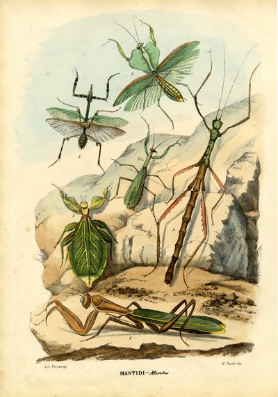 Leaf Insect by Raimundo Petraroja