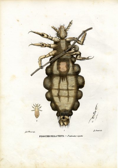 Louse, 1863-79 by Raimundo Petraroja