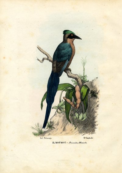 Motmot, 1863-79 by Raimundo Petraroja