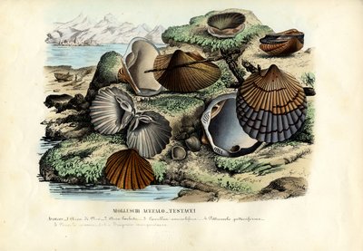 Mussels, 1863-79 by Raimundo Petraroja