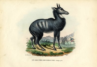 Nilgai by Raimundo Petraroja