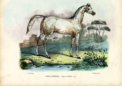 Persian Horse by Raimundo Petraroja