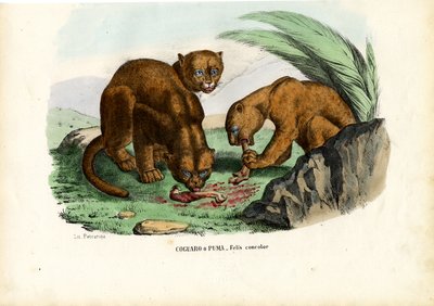 Puma, 1863-79 by Raimundo Petraroja
