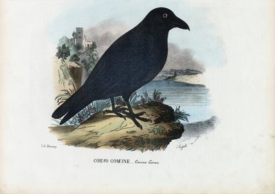 Raven, 1863-79 by Raimundo Petraroja