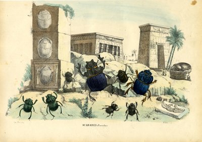 Scarab Beetles, 1863-79 by Raimundo Petraroja