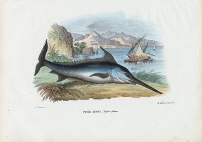 Swordfish by Raimundo Petraroja