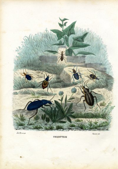 Tiger and Ground Beetles, 1863-79 by Raimundo Petraroja