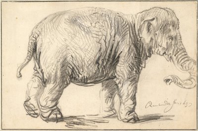 An Elephant, 1637 by Rembrandt van Rijn