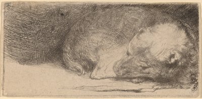 Sleeping Puppy by Rembrandt van Rijn