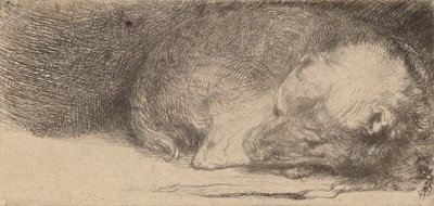 Sleeping Puppy by Rembrandt van Rijn