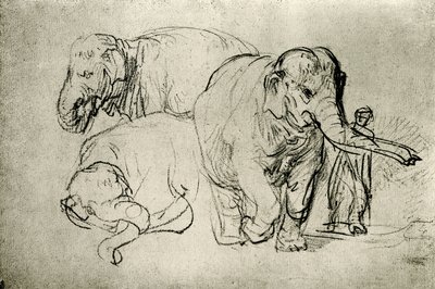 Study of Elephants by Rembrandt van Rijn