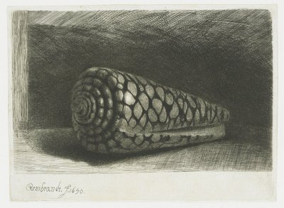 The Shell by Rembrandt van Rijn
