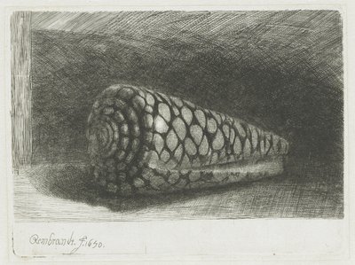 The Shell by Rembrandt van Rijn