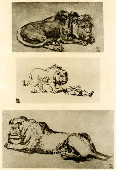 Three Lion Studies by Rembrandt van Rijn