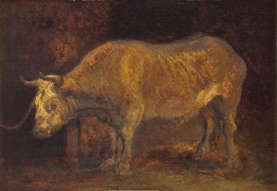 An Ox Standing by Rembrandts skole