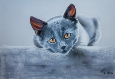 Gray Cat by Renate Dohr