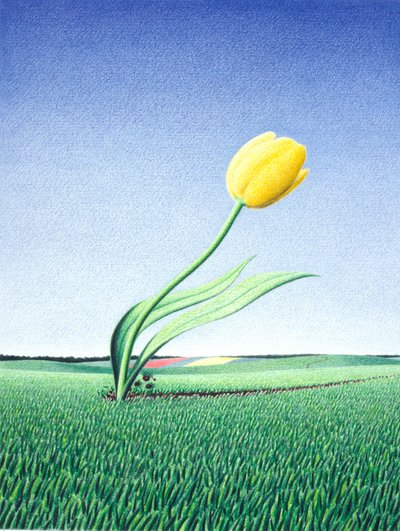 Fast Tulip by Rene Boin