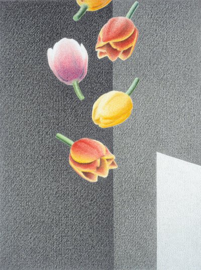 Tulips by Rene Boin