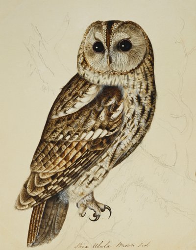 Brown Owl (Strix Ulula) by Rev. C. Atkinson