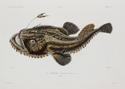 Angler fish, Iceland, early 19th century by John Pardon