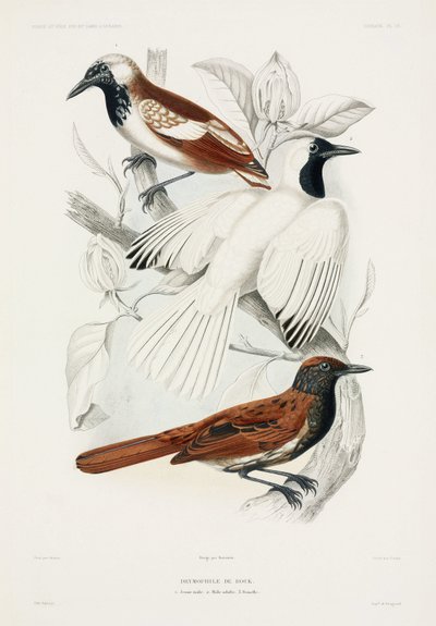 Antbirds by John Pardon