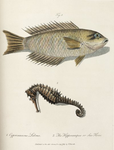 Fish and Seahorse by John Pardon