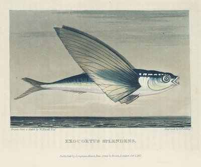 Flying Fish by John Pardon