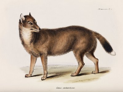 Fox, Falkland Islands by John Pardon