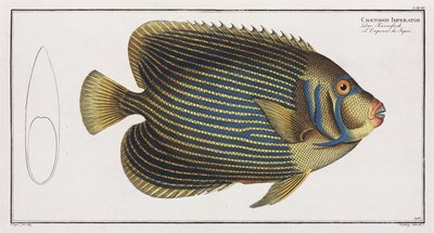 Imperator Angelfish by John Pardon