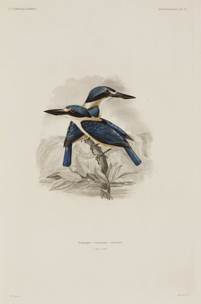 Kingfishers, Samoa by John Pardon