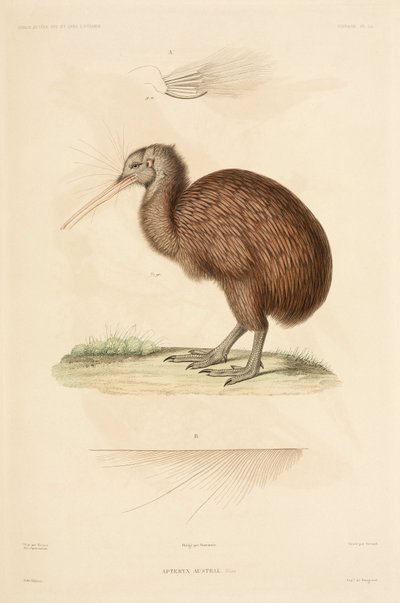 Kiwi, New Zealand by John Pardon