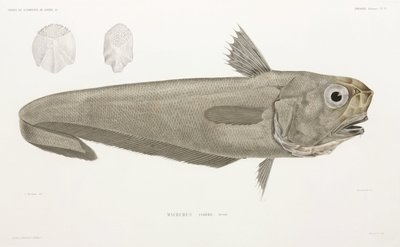 Knife Fish by John Pardon