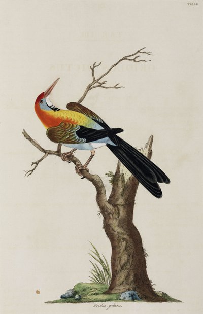 Oriole by John Pardon