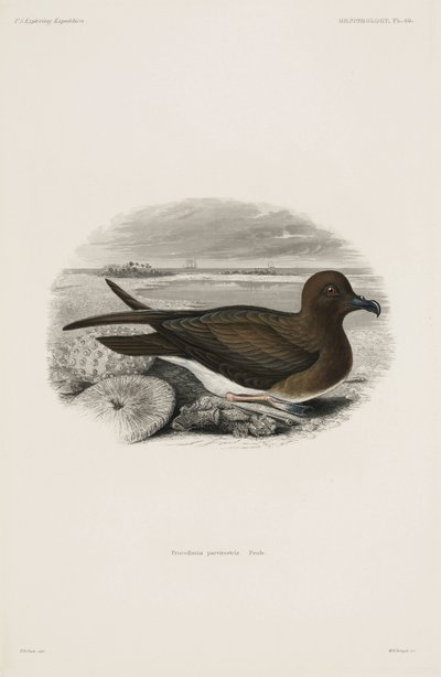 Petrel by John Pardon