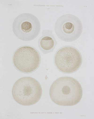 Rabbit Egg, c 1847-1859 by John Pardon