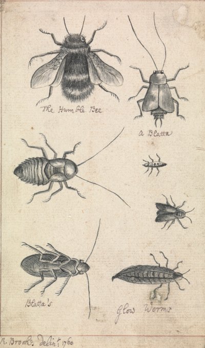 The Humble Bee and Insects by Richard Brookes